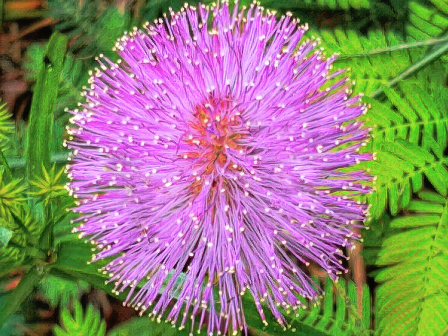 Sensitive Plant - Mimosa pudica Photograph by Susan Hope Finley