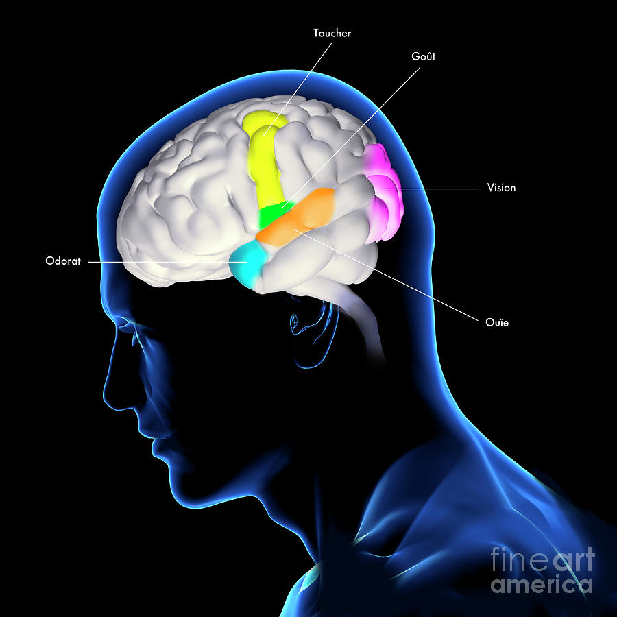 Sensory Areas Of The Brain Photograph by Fernando Da Cunha/science ...