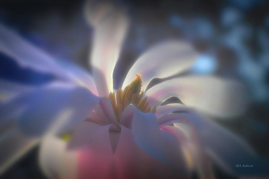 Sensual Magnolia Photograph