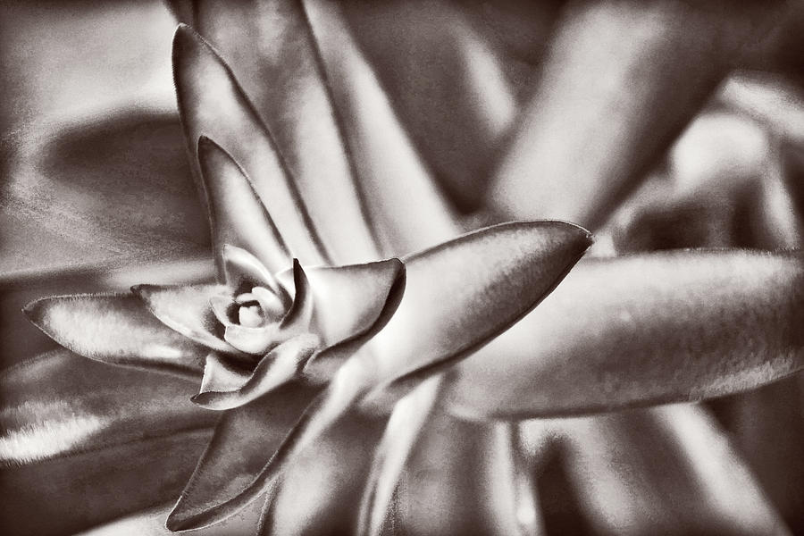 Sensual Succulent II Photograph by Leda Robertson