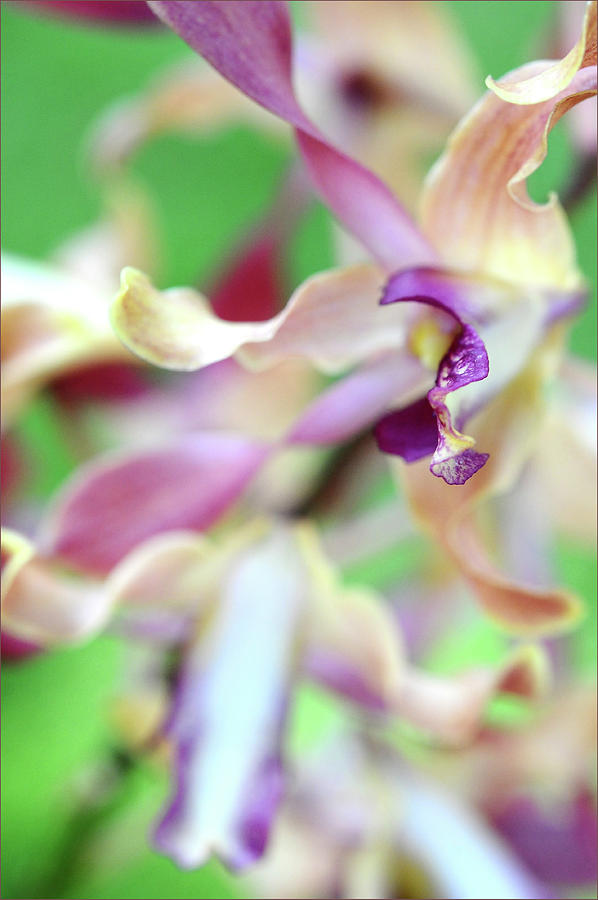 Sensual Touch of Exotic II. Orchid II Photograph by Jenny Rainbow