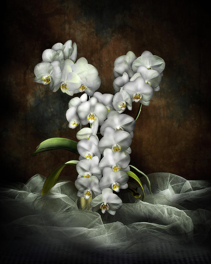 Orchid Photograph - Sensuous in White by Mark Turner