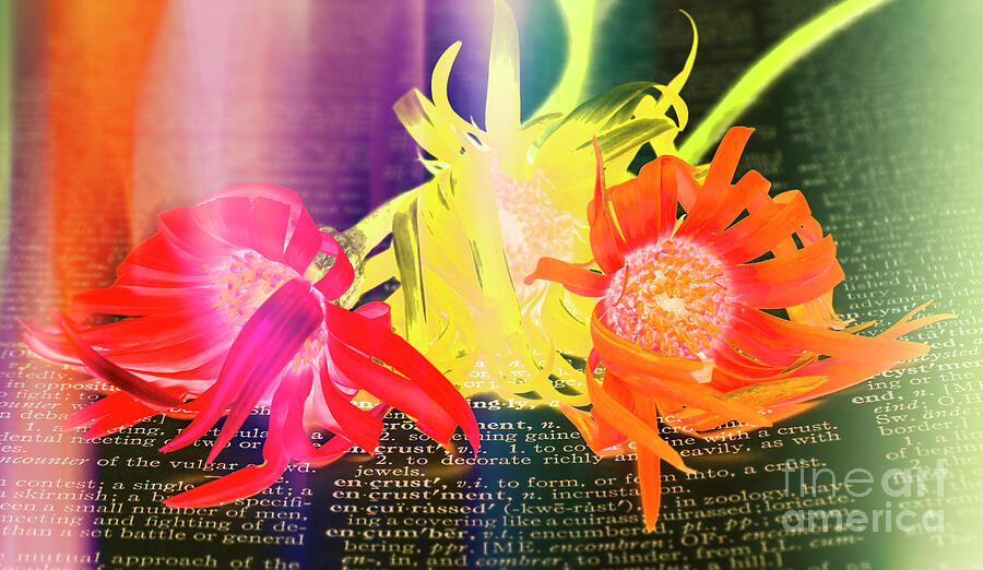 Flowers Photograph - Sentiment Defined by Jorgo Photography - Wall Art Gallery Flowers Photograph - Sentiment Defined by Jorgo Photography - Wall Art Gallery