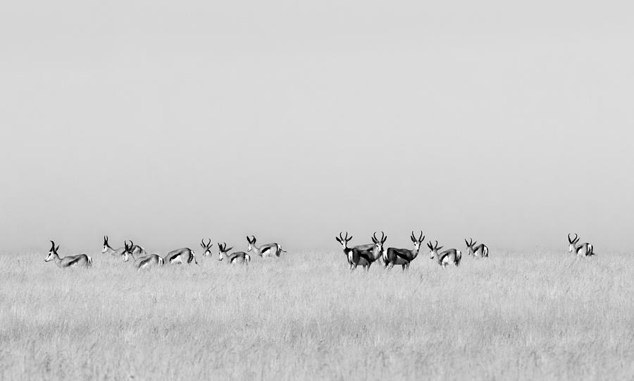 Sentinel Gazelles Photograph by Mathilde Guillemot