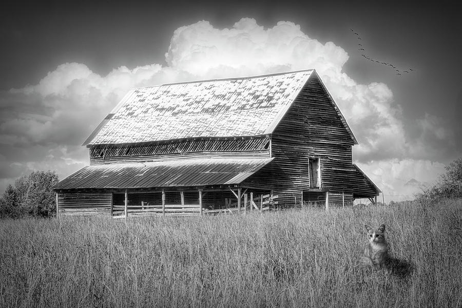 Barn Photograph - Sentinel in Black and White by Debra and Dave Vanderlaan