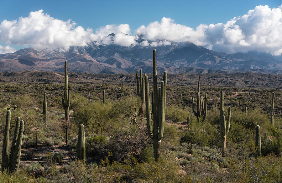 Sentinels Of The Sonoran  Photograph by Saija Lehtonen