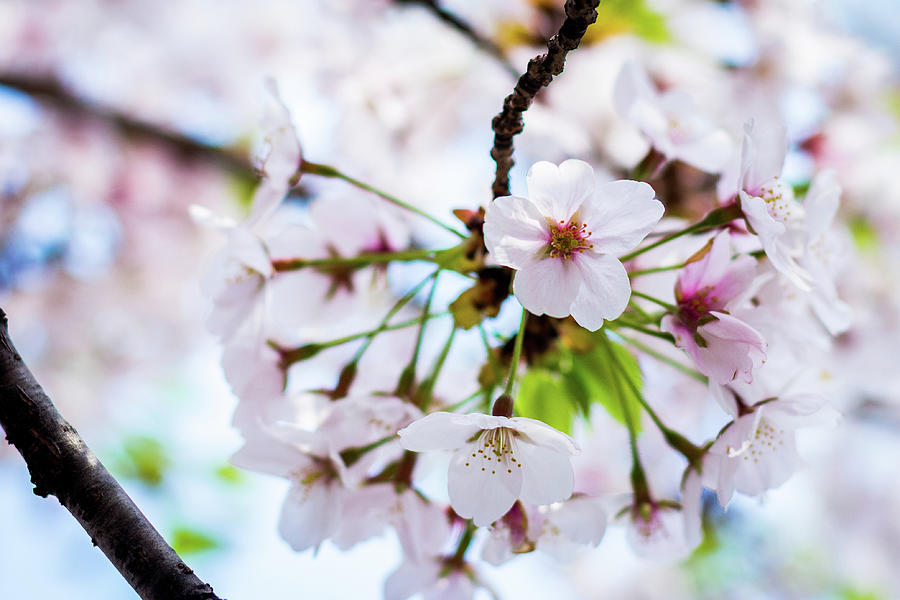 Seokchon Lake Cherry Blossoms Photograph by Yun Chung