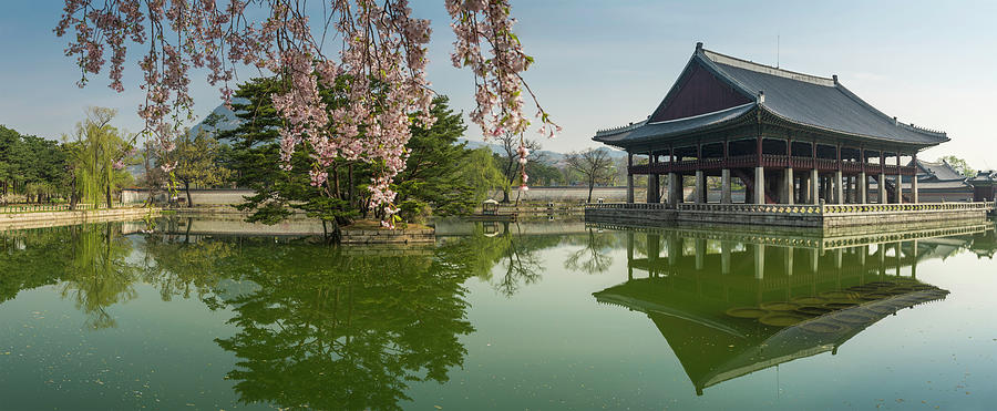 Seoul Spring Blossom Over Gyeongbokgung Photograph by Fotovoyager