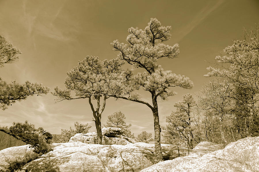 Sepia At Pickle Springs Photograph