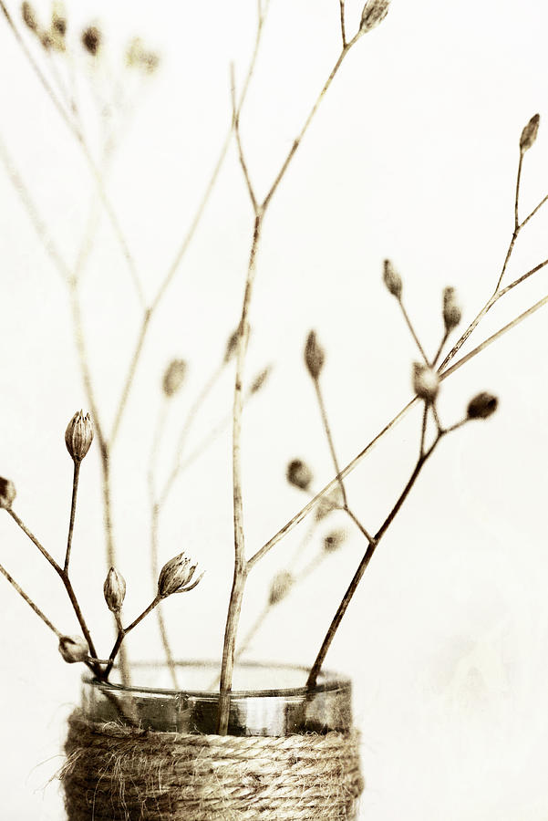Still Life Photograph - Sepia Dried Flowers 01 by Tom Quartermaine
