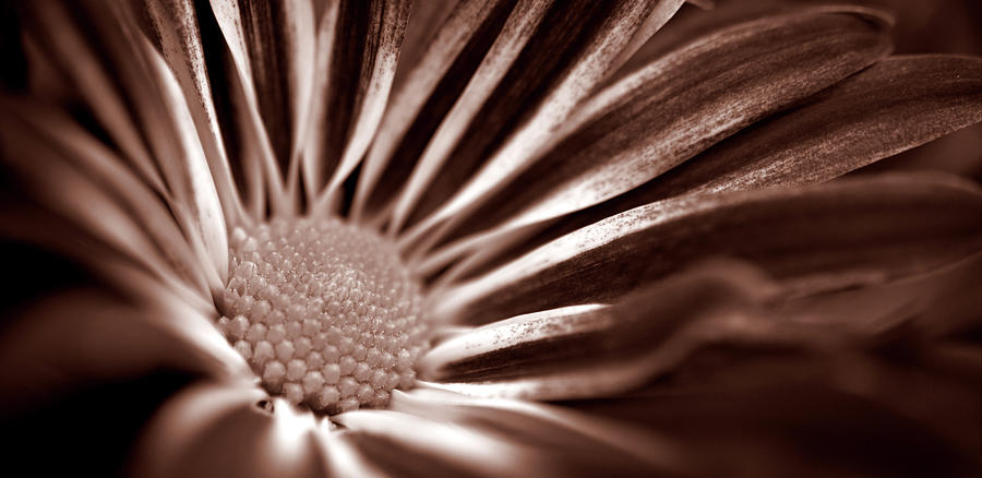 Still Life Photograph - Sepia Flower Panoramic 01 by Tom Quartermaine