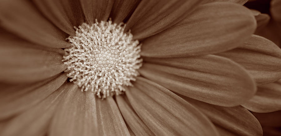 Still Life Photograph - Sepia Flower Panoramic 02 by Tom Quartermaine Still Life Photograph - Sepia Flower Panoramic 02 by Tom Quartermaine