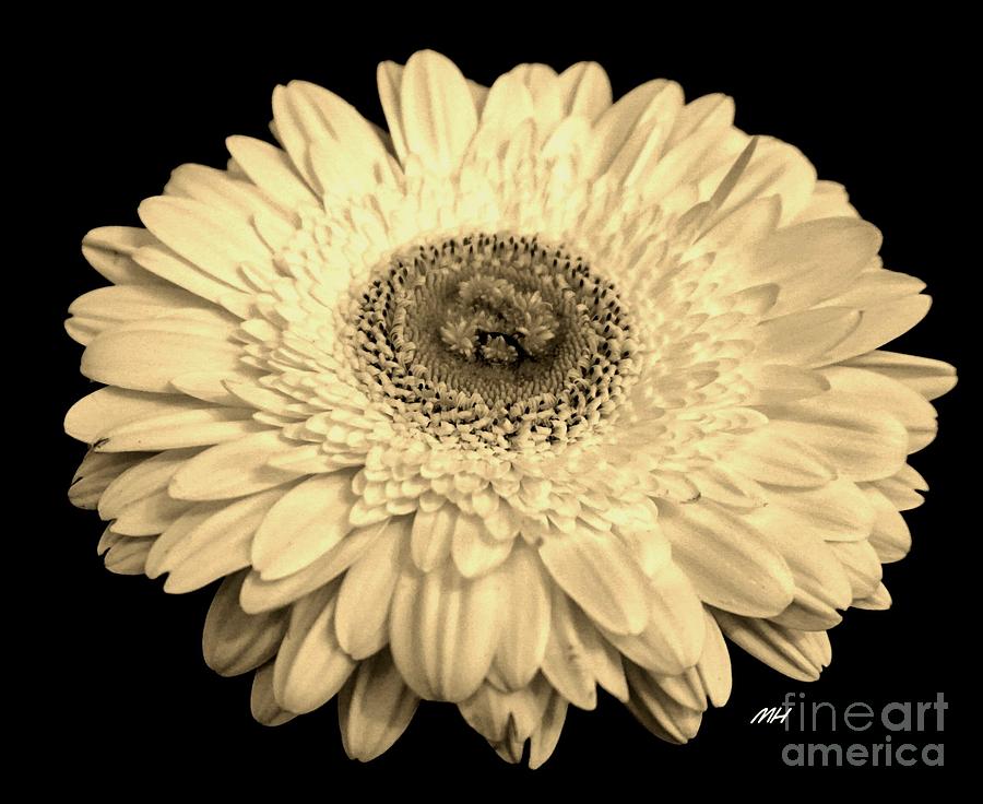Flowers Still Life Photograph - Sepia Gerbera Daisy by Marsha Heiken