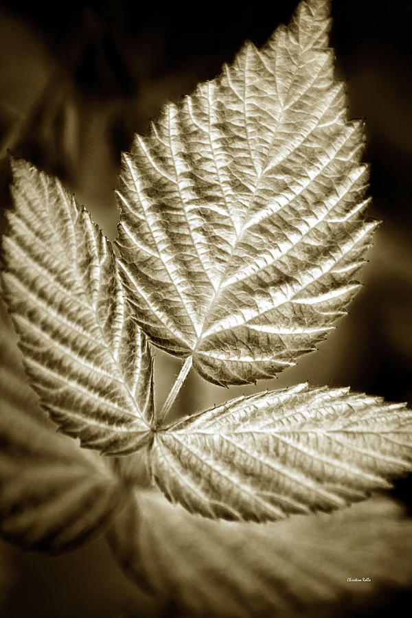 Sepia Leaves Photograph by Christina Rollo