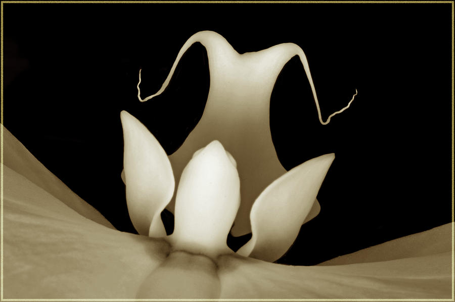 Sepia Orchid Macro Abstract Photograph by Terence Davis