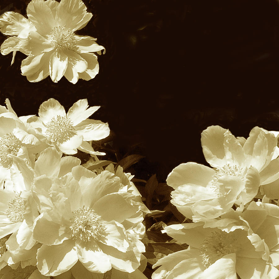 Flower Photograph - Sepia Peonies I by Chariklia Zarris