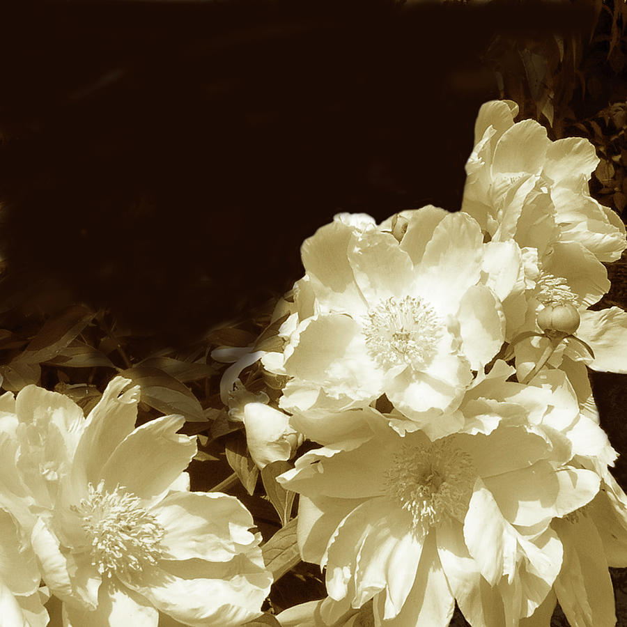 Flower Photograph - Sepia Peonies II by Chariklia Zarris