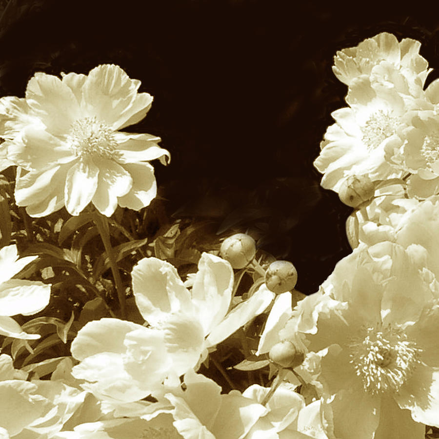 Flower Photograph - Sepia Peonies IIi by Chariklia Zarris