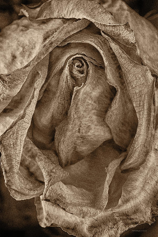 Sepia Rose Photograph by WB Johnston