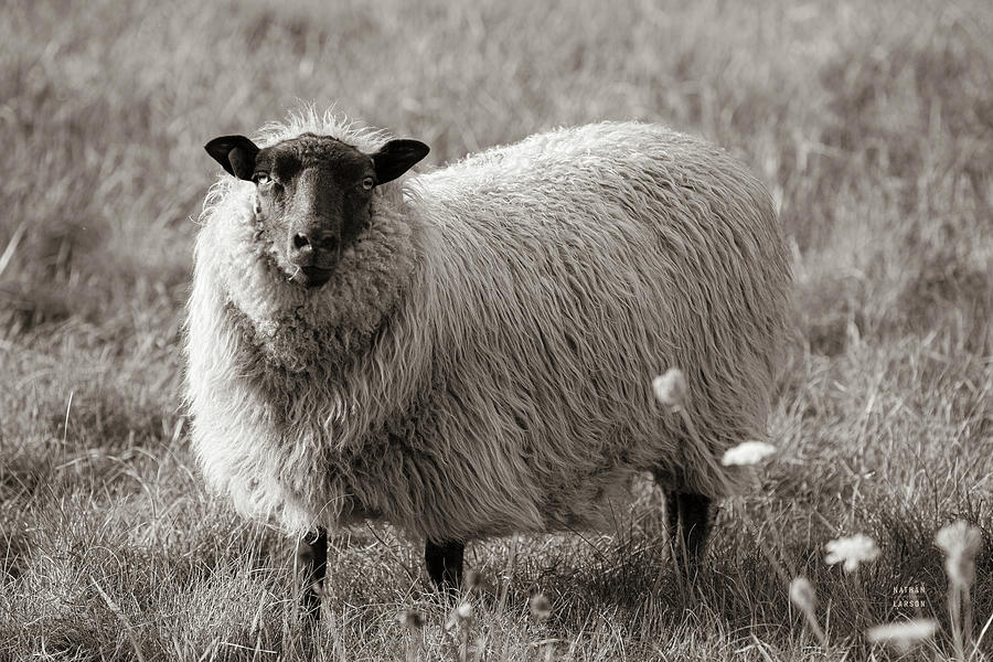 Sepia Sheep Painting by Nathan Larson - Fine Art America