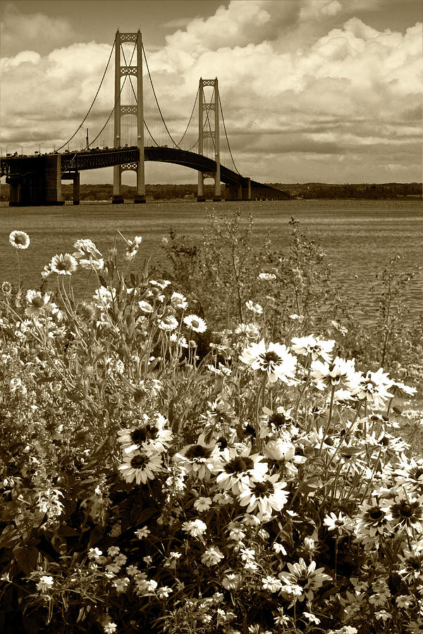 Sepia Tone of Blooming Flowers by the Bridge at the Straits of Mackinac Photograph by Randall Nyhof