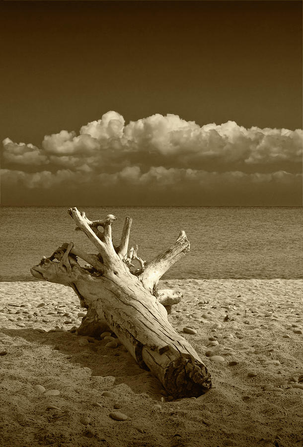Sepia Tone of Driftwood on the Beach at Whitefish Point in Michigans Upper Peninsula Photograph by Randall Nyhof