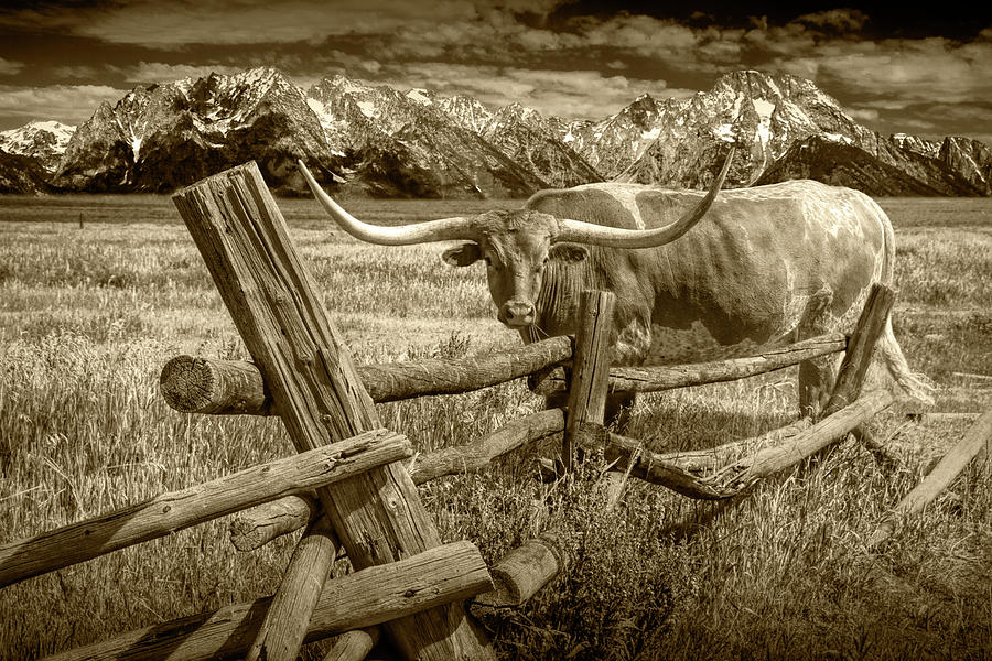 Sepia Tone of Longhorn Steer in a pasture by a Wood Log Fence Photograph by Randall Nyhof