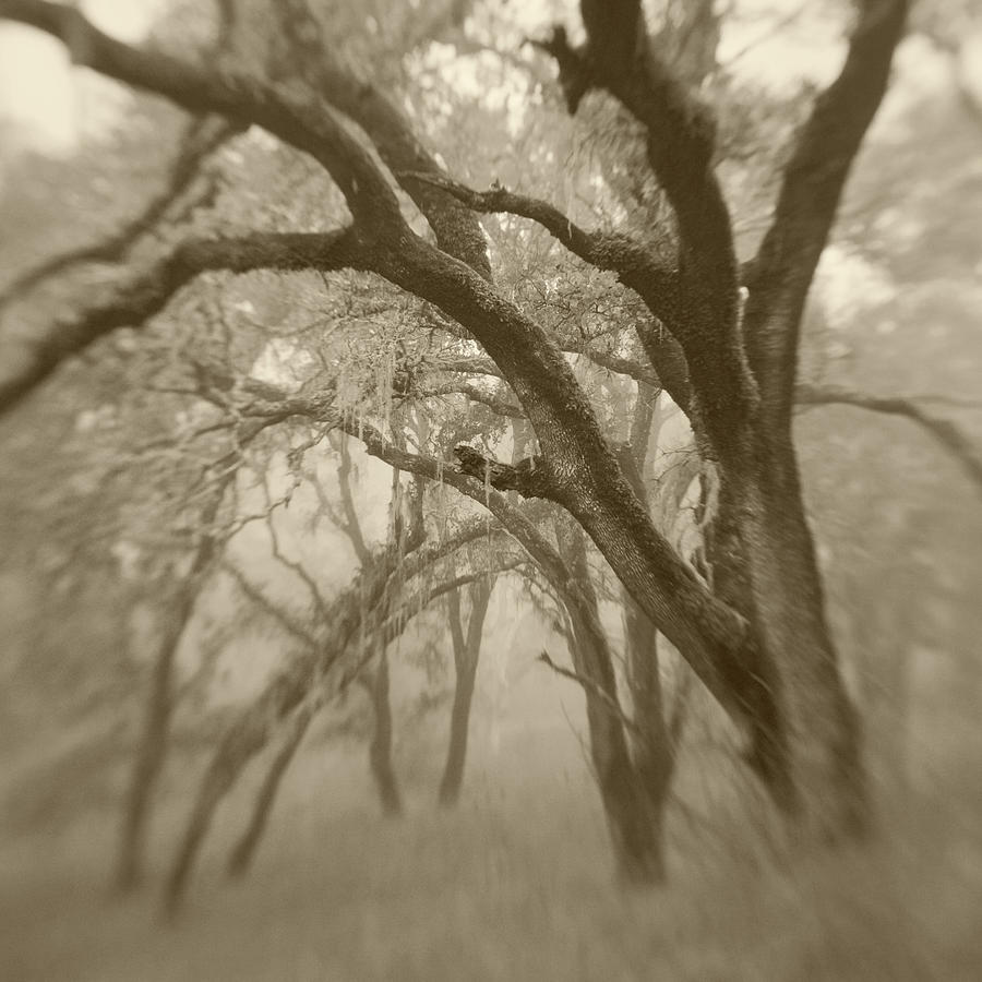 Sepia Toneds Image Of Trees In The Wood Photograph by Diane Miller