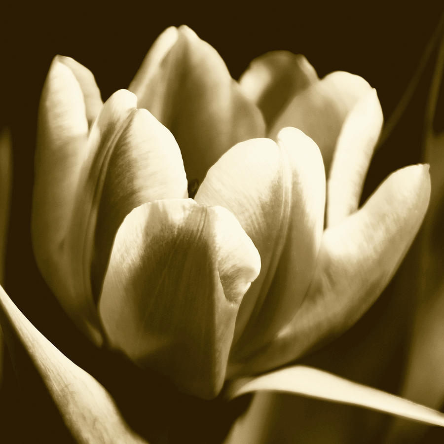 Sepia Tulip I Photograph by Ren?e W. Stramel