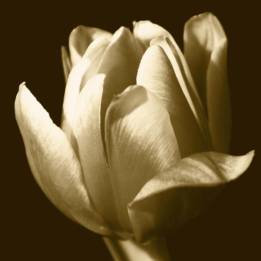 Sepia Tulip II Photograph by Ren?e W. Stramel