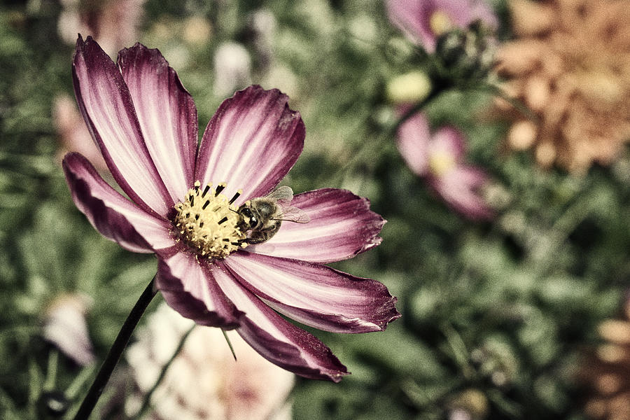 September Cosmos - Vintage Look Photograph by Cathy Mahnke