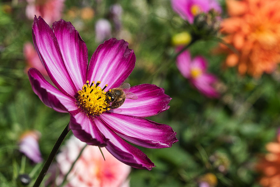 September Cosmos with Bee Photograph by Cathy Mahnke