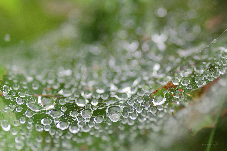 September Dew 2 Photograph by WB Johnston