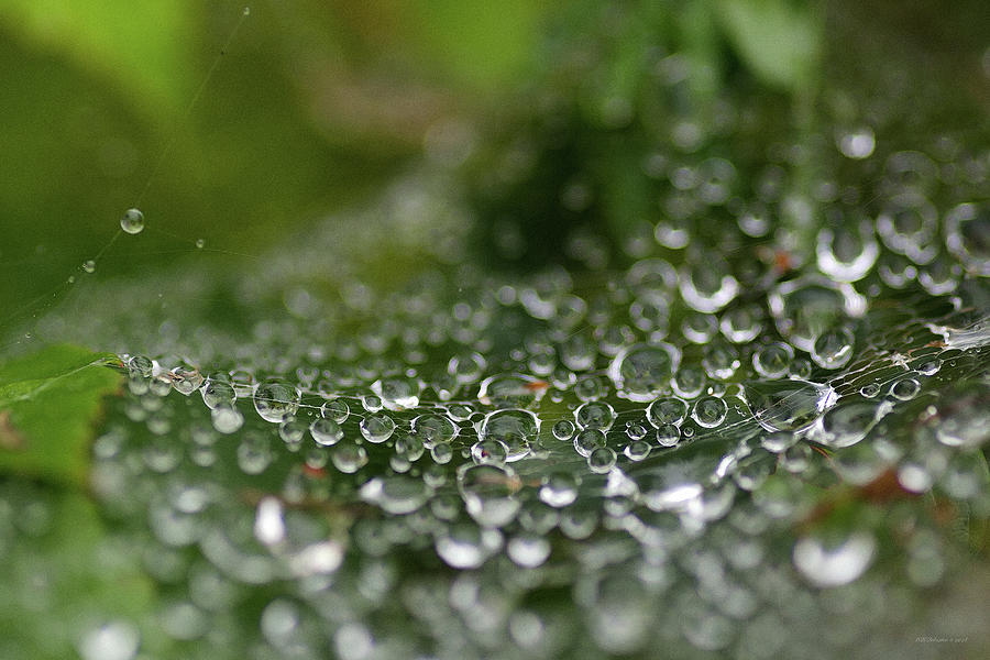 September Dew Photograph by WB Johnston