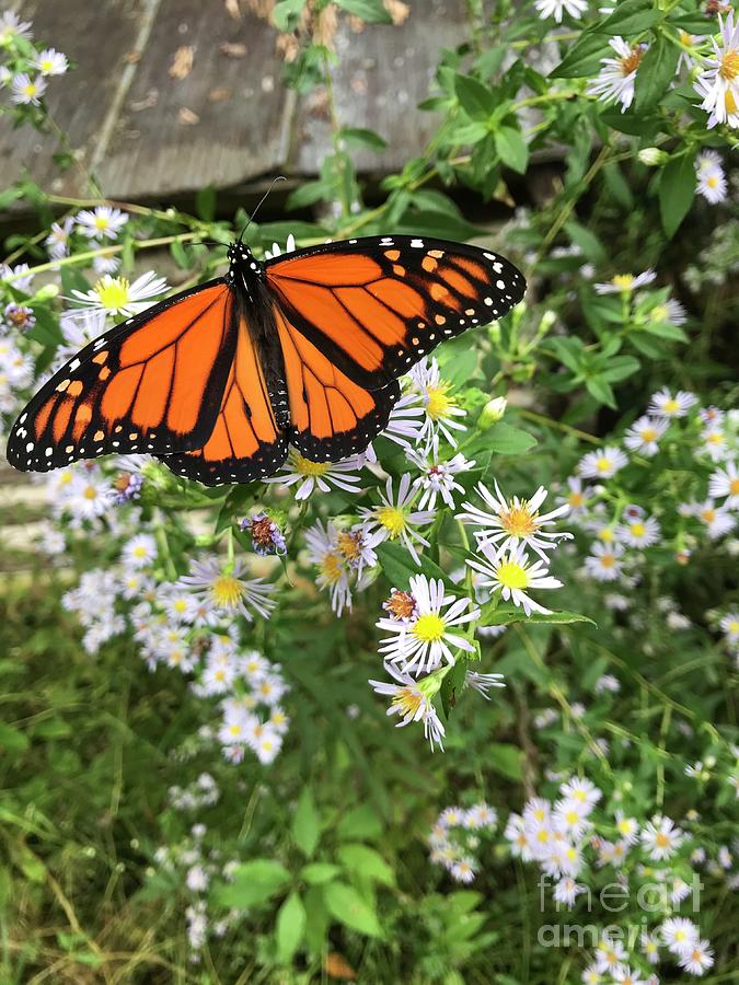 Butterfly Photograph - September Monarch by Sheena Kohlmeyer
