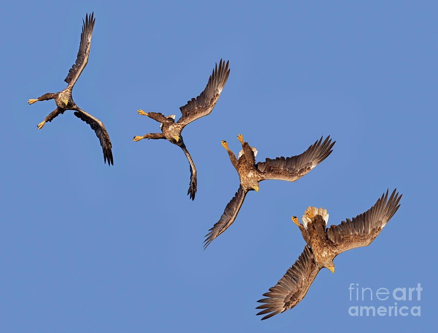 Sequence of Diving White-tailed Eagle Photograph by Arterra Picture Library