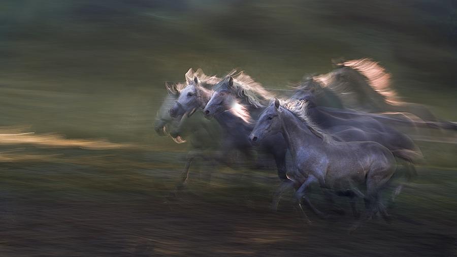 Sequence Of The Gallop Photograph by Milan Malovrh