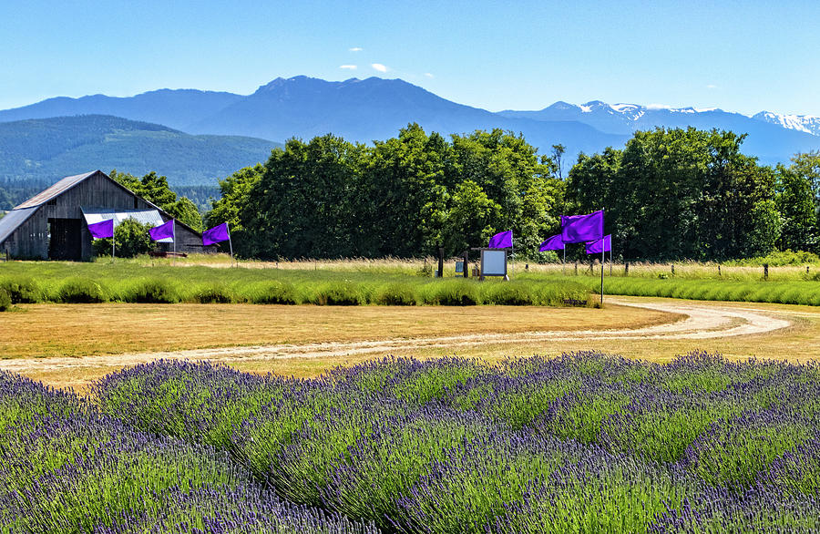 Sequim Lavender Farm Photograph by Carolyn Derstine