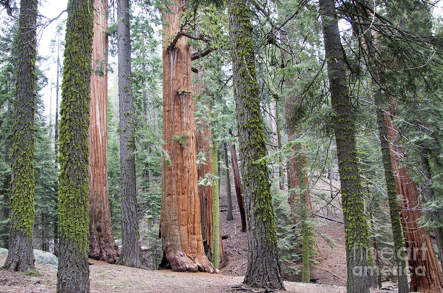 Sequoia Photograph By Amy Pooler 