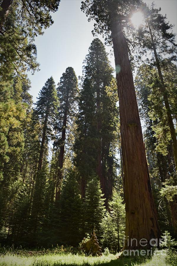 Sequoia and Kings Canyon National Park  Photograph by Leslie M Browning