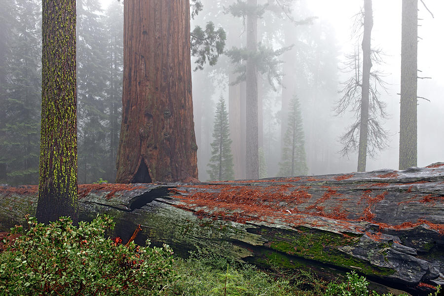 Nature Painting - Sequoia Fallen Giant 9962 by Mike Jones Photo