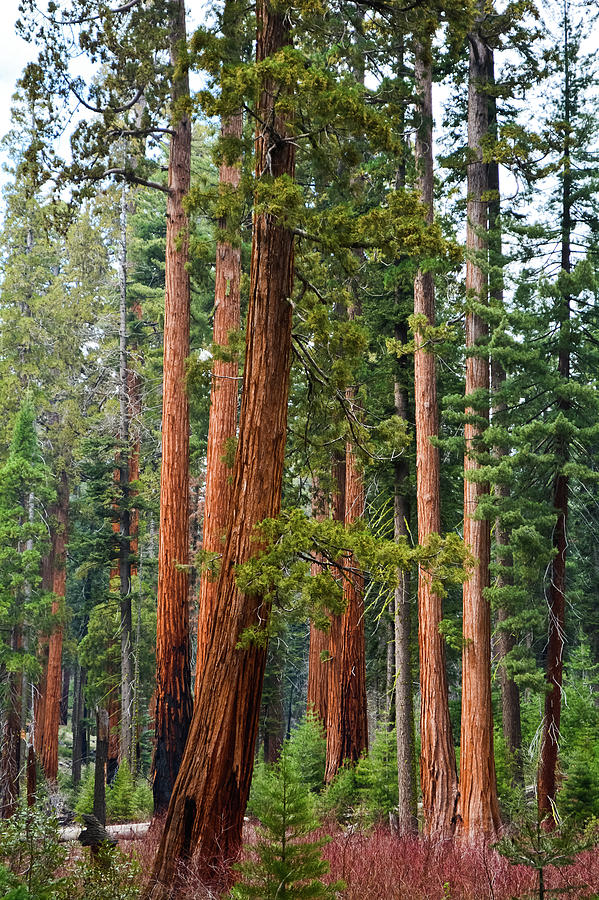 Sequoia Giant Forest Portrait Photograph by Kyle Hanson