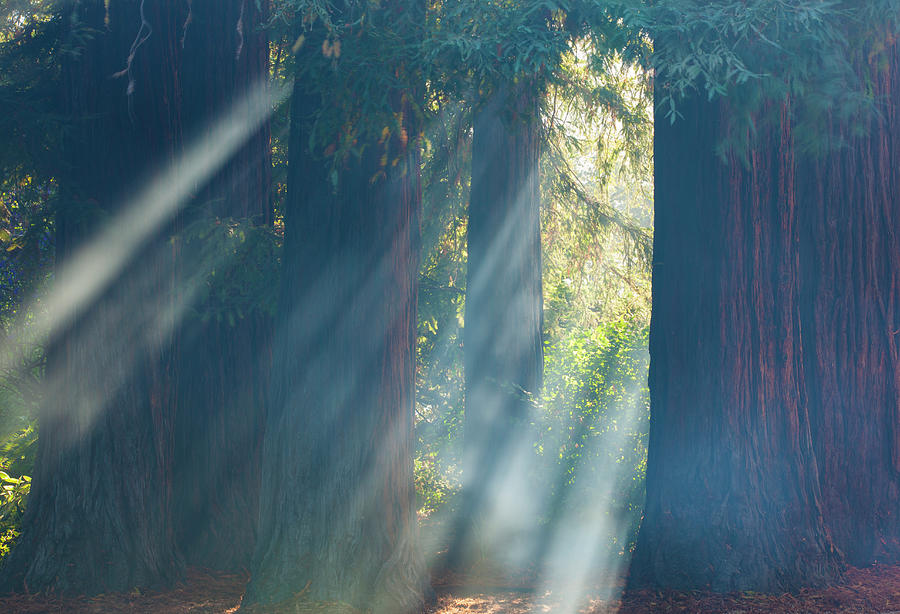 Sequoia Grove In Napa, California, Usa Photograph by Mint Images - Art Wolfe