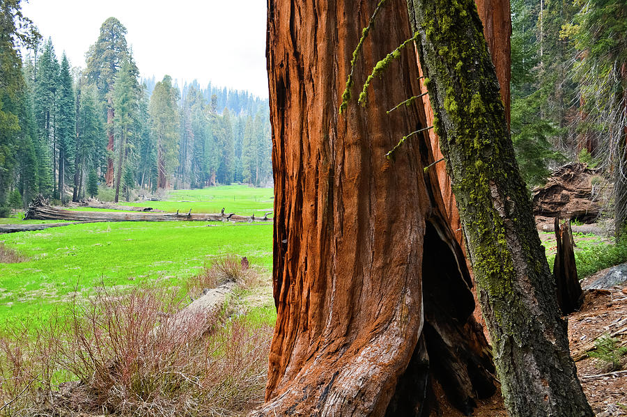 Sequoia Log Meadow Photograph by Kyle Hanson