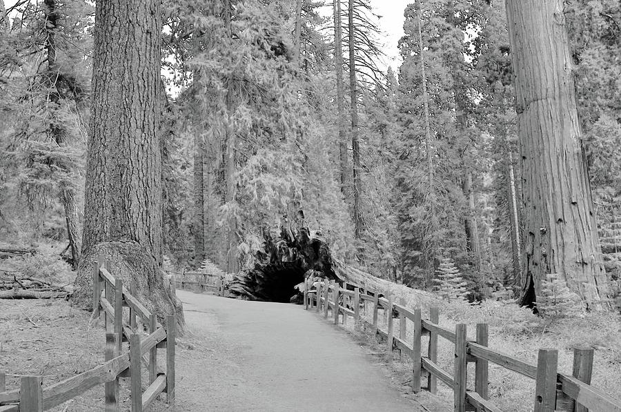 Sequoia National Park Photograph by Joe Burns