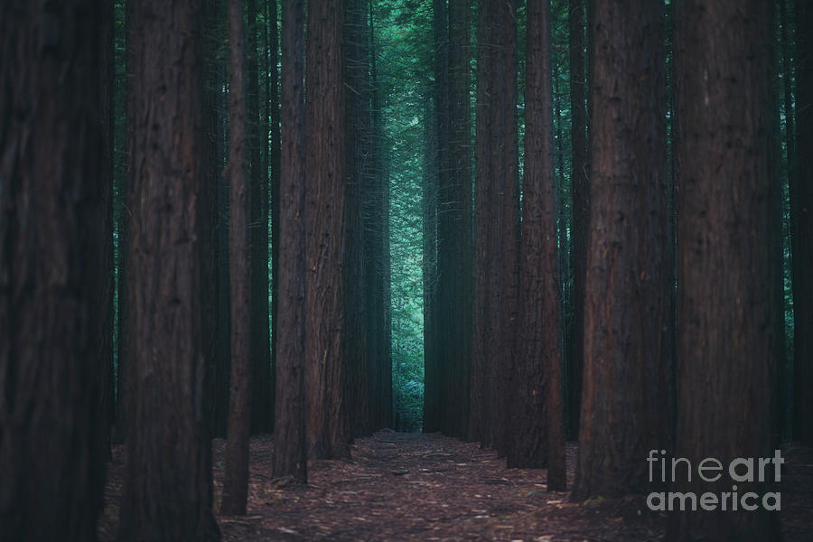 Nature Photograph - Sequoia Redwood Forest 9821 by Organic Synthesis