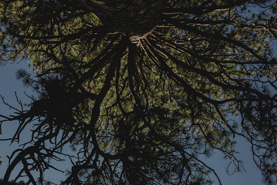 Sequoia seen from below  Photograph by Julieta Belmont