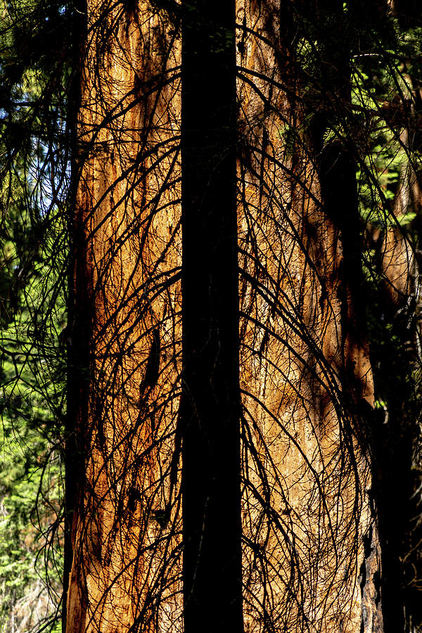 Sequoia Silhouette Photograph by Daniel Woodrum