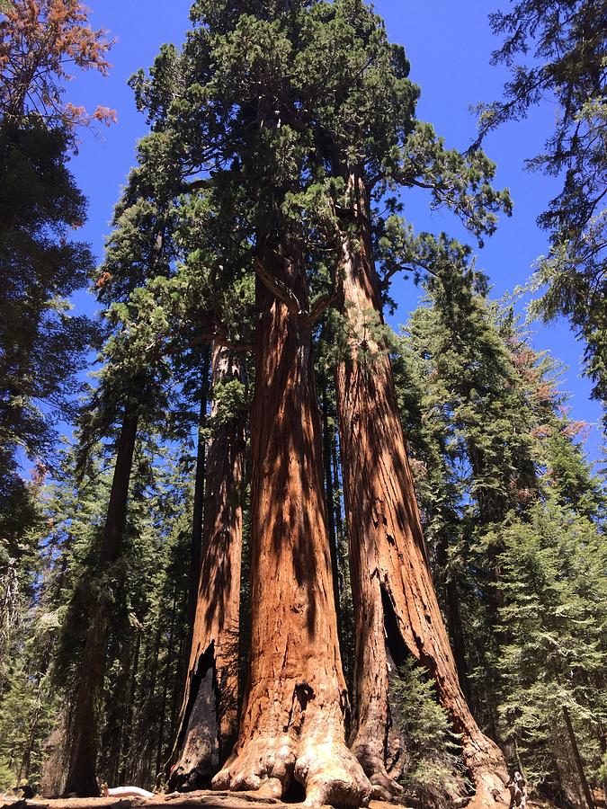 Sequoia Tree Photograph by Will Burlingham