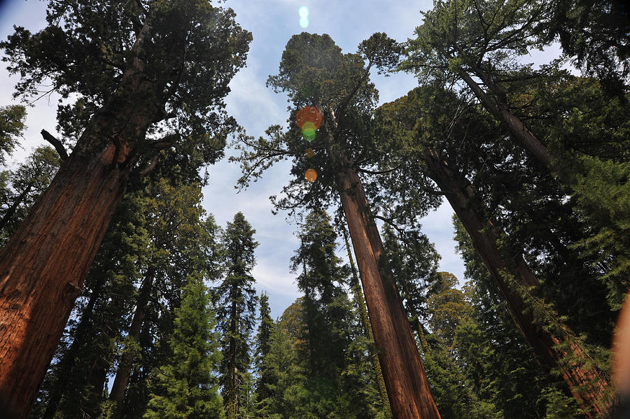 Sequoia National Park Photograph - Sequoia Trees 049 by James C Richardson